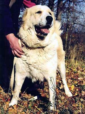 Brenda Ak Nukker | Central Asian Shepherd Dog 