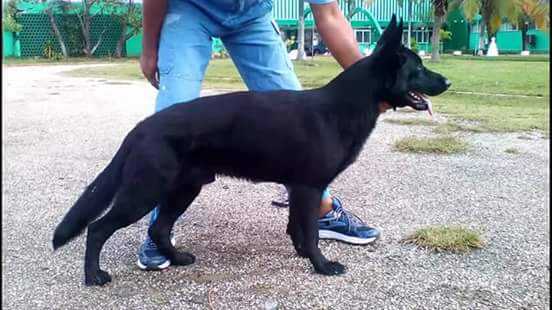 ROKY-JV (Alvares) Mex.FCI | German Shepherd Dog 