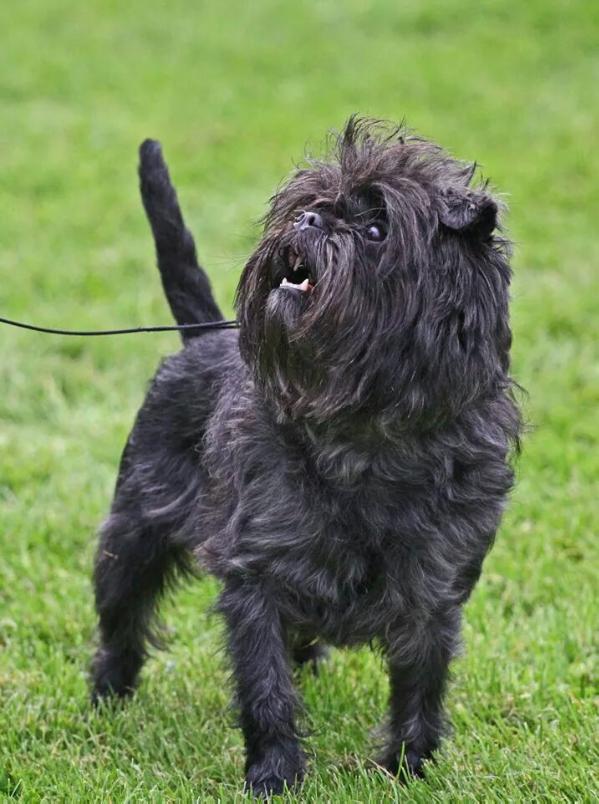 Neibade´s April Aramis | Affenpinscher 