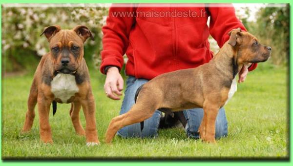 Ecko de la maison d este | American Staffordshire Terrier 