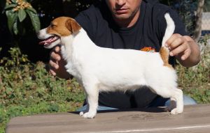 Libertybox SARMATA | Jack Russell Terrier 