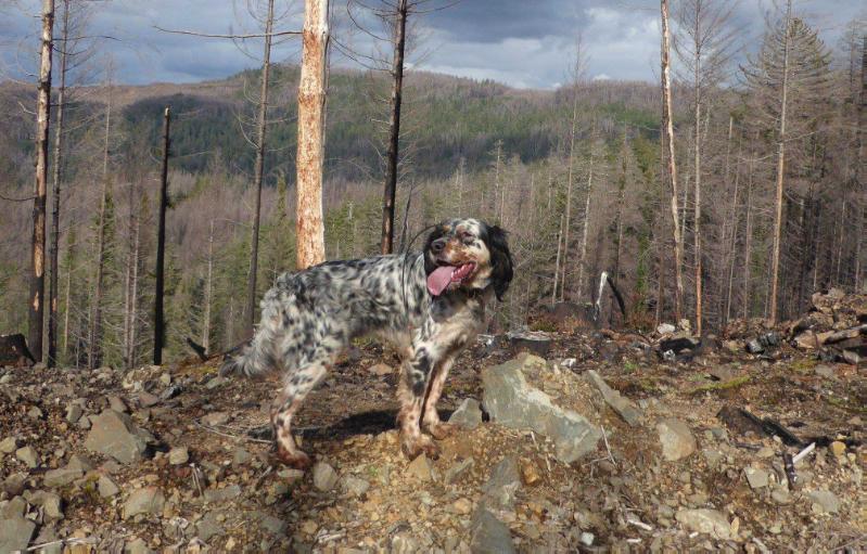 Daisy Mae Bondhu | English Setter 