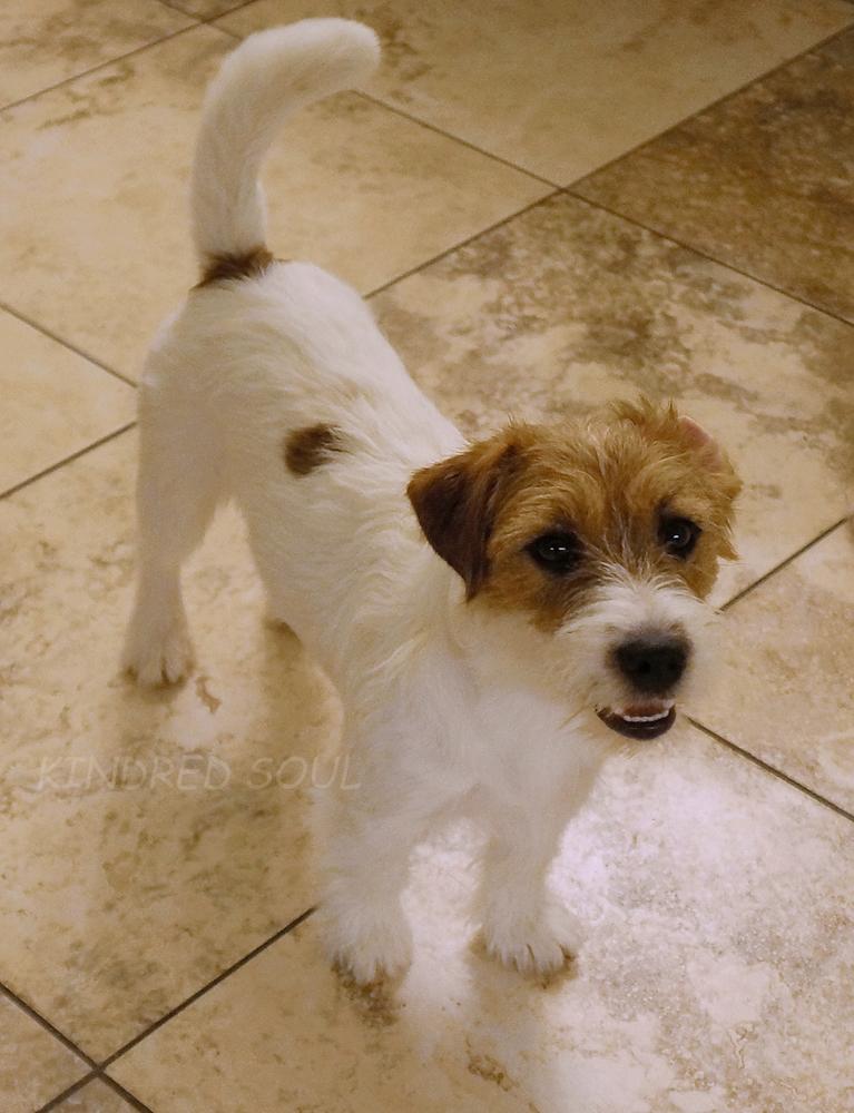 KINDRED SOUL HEAD OVER HEELS | Jack Russell Terrier 