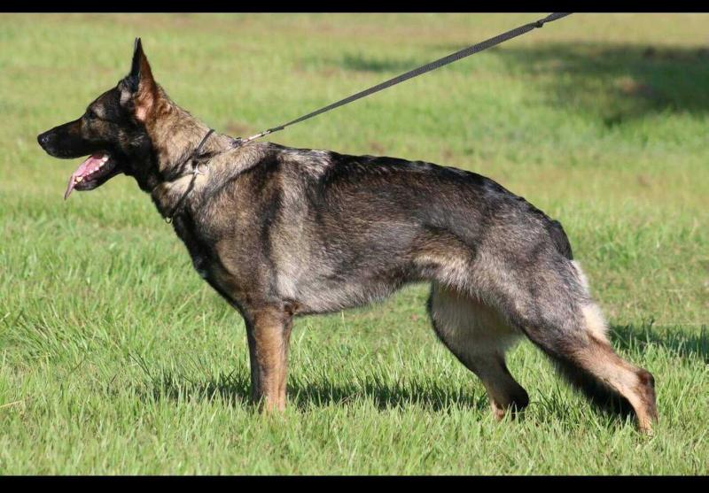 Pistol vom Germelhaus | German Shepherd Dog 