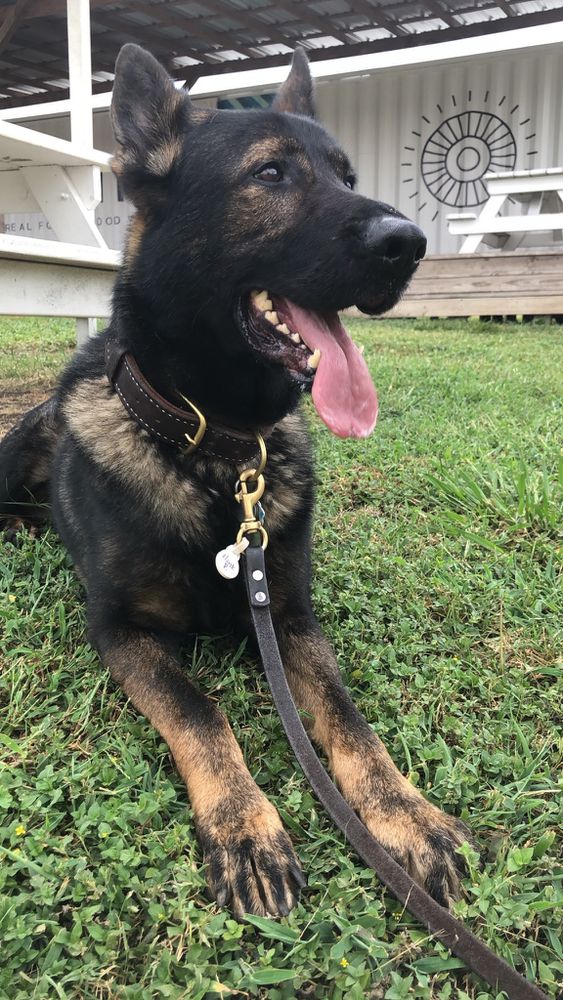 Hank Bergenia | German Shepherd Dog 