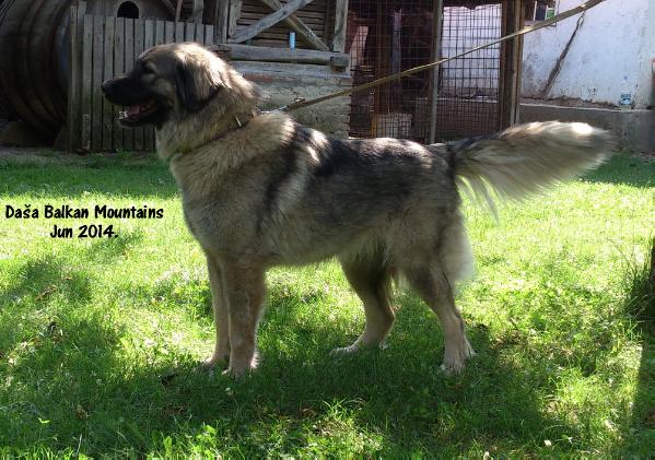 Daša Balkan Mountains | Yugoslavian Shepherd Dog-Sarplaninac 