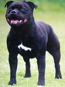 ladarna birthday boy | Staffordshire Bull Terrier 