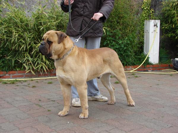 Cobra des jardins d'atlantis | Bullmastiff 