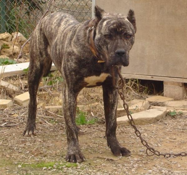 Elsa | Perro de Presa Canario 