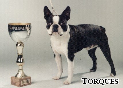 Josie Oranjelust Vom Hengstbachtal | Boston Terrier 