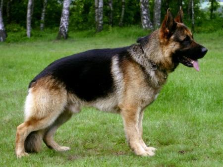 Dux vom Itzgrund | German Shepherd Dog 