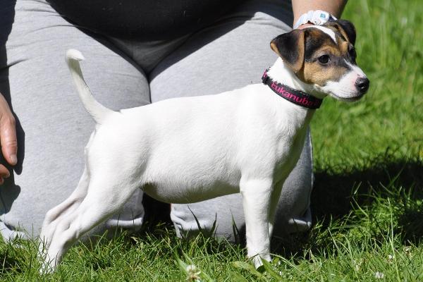 BURZA Equus | Parson Russell Terrier 