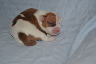 Musclefreaks Red | American Bulldog 