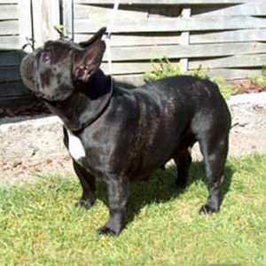 DAULÖKKE'S DE'JA-VU | French Bulldog 