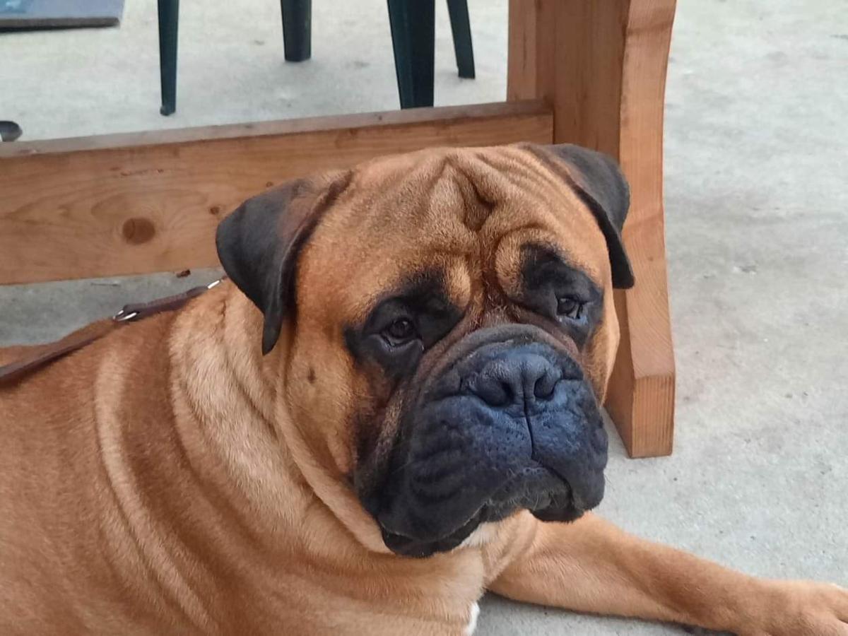 Sweet candy van de westerhoeve | Bullmastiff 