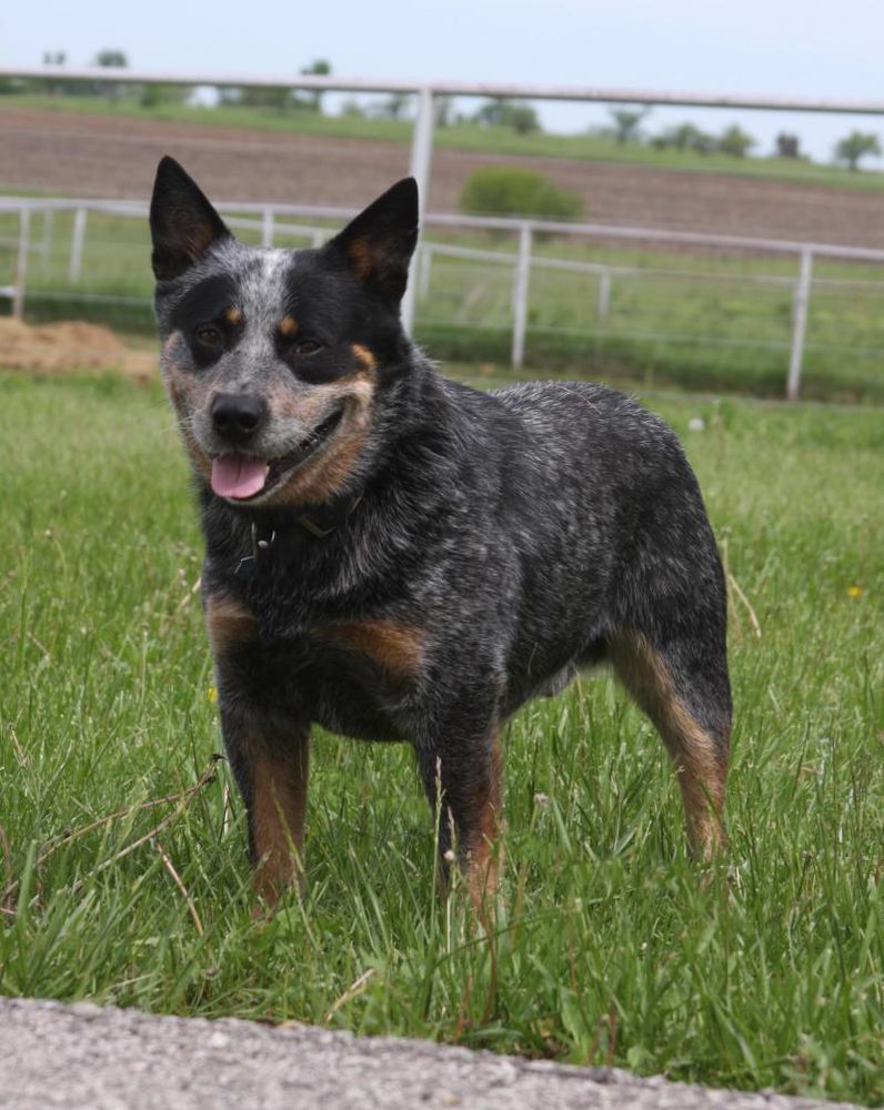 Shadybrooks Lakota Blue Badger | Australian Cattle Dog 