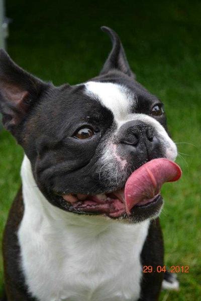 DAKAR Vigor Gemini | Boston Terrier 