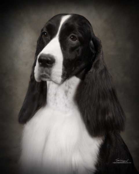 Topguns Singing In The Rain | English Springer Spaniel 