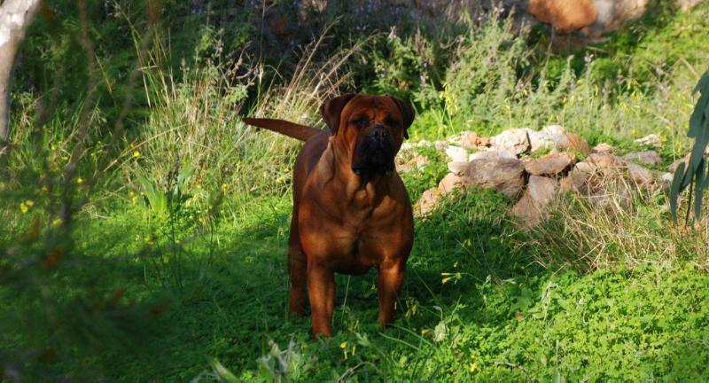 Caneguardiano Knocking on Heaven's Door | Bullmastiff 