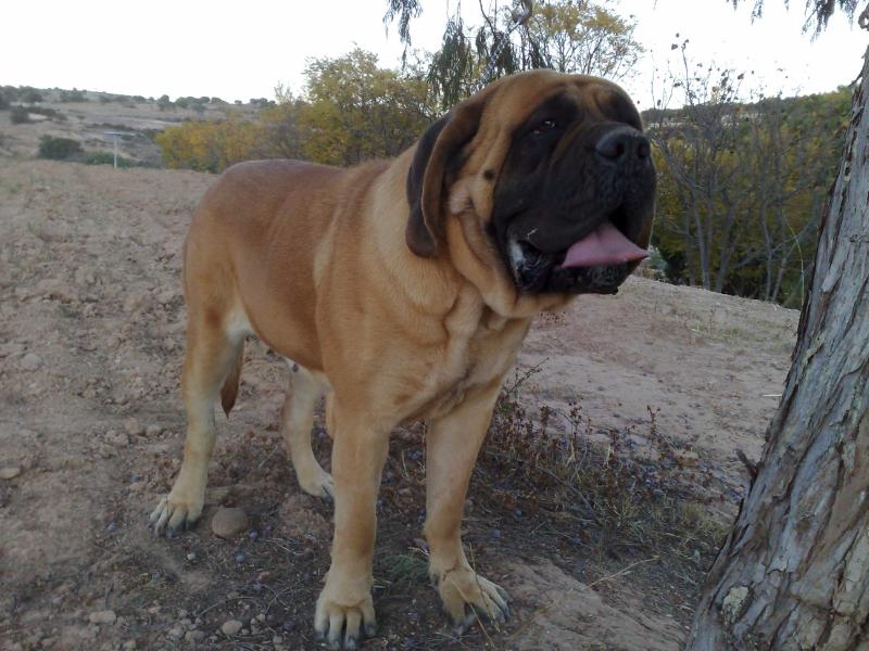 ROYAL BLOOD GALA JR (SANTIAGO) | Mastiff 