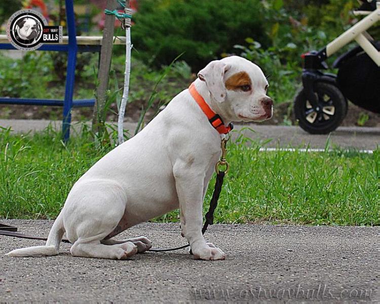 OSTWAYBULLS VENICE | American Bulldog 