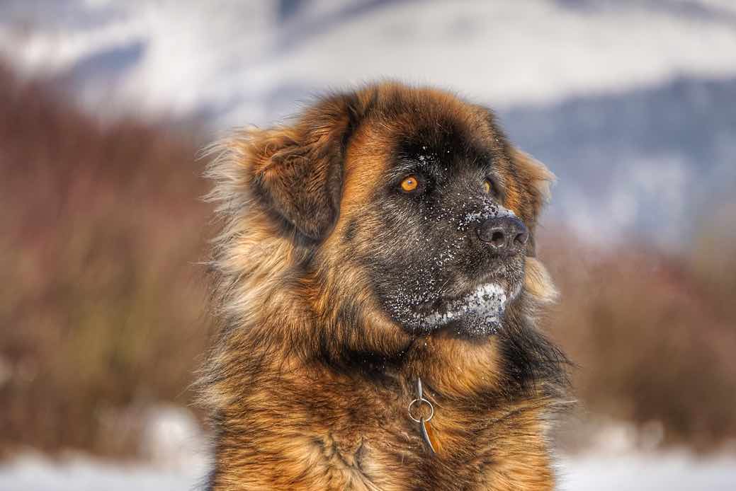 Leonberger
