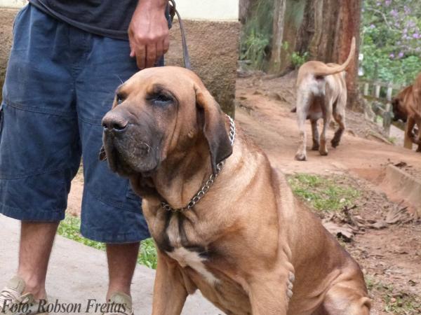 Bacu do Arugua | Fila Brasileiro 