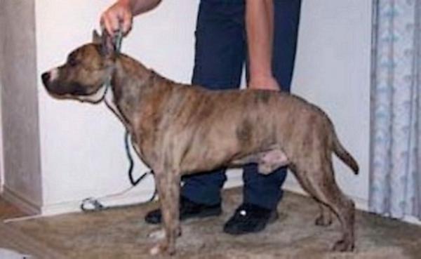 King Cortes | American Staffordshire Terrier 