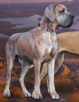 Figaro De Las Tres Ces | Great Dane 