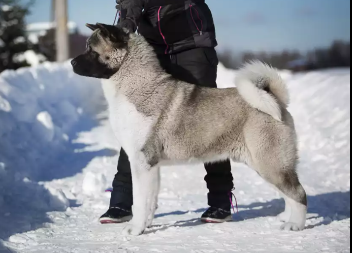 Serdtse Voina Evian For Tomo No Kimi | Akita 