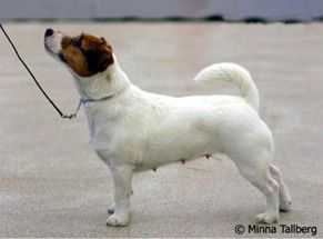 Fancy Fiona Of Jack's Paradise | Jack Russell Terrier 