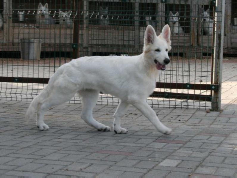 Ro?y iz Okeana Udachi | White Swiss Shepherd Dog 