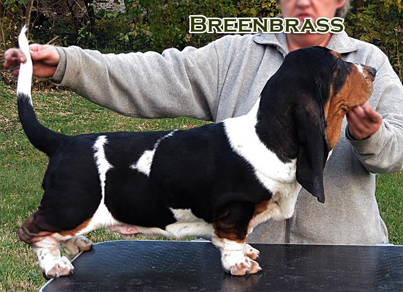 Van Damme Hollywood BREENBRASS | Basset Hound 