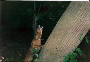 Turpins KS Thunder | Redbone Coonhound 