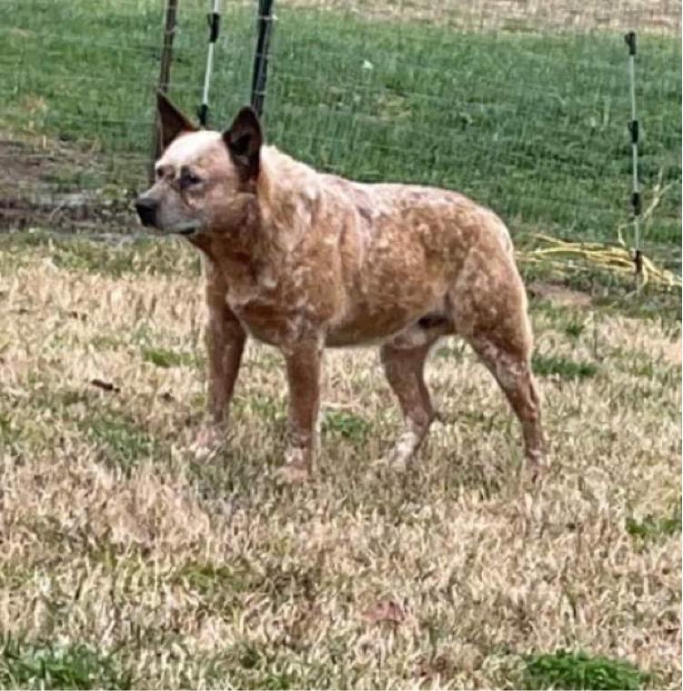 Big Red VII | Australian Cattle Dog 