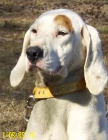 Dillard's White Oak Frosty II | American English Coonhound 