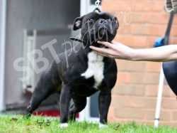 Valglo Amaryllis | Staffordshire Bull Terrier 