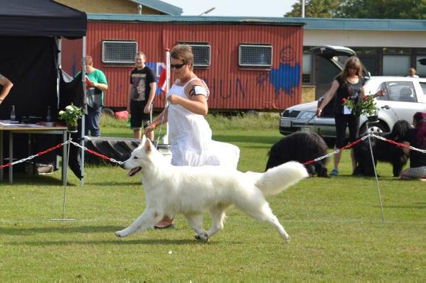 G`luka Lyun of Trebons Berger Blanc | White Swiss Shepherd Dog 