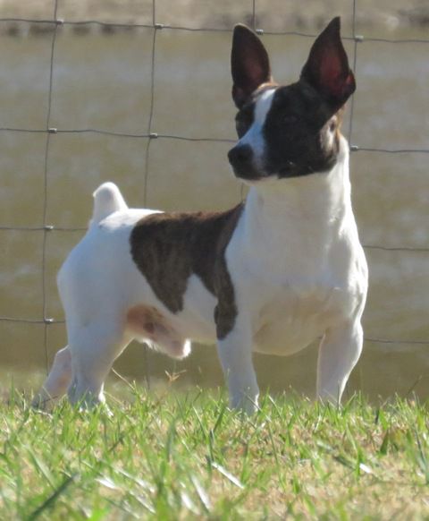 Aspen's Tusk | Teddy Roosevelt Terrier 