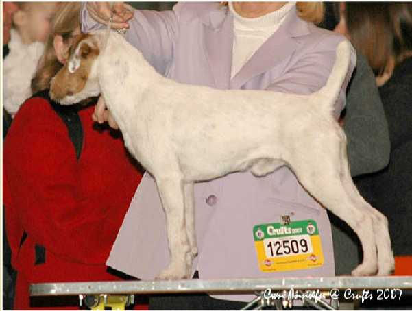 PACOLITO FUNKY MONKEY | Parson Russell Terrier 