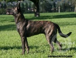 Tyson of East Tennessee K9 | Dutch Shepherd 