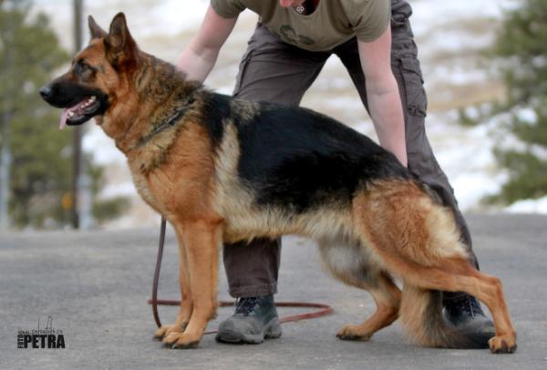 Viktoria z Gargamellu | German Shepherd Dog 