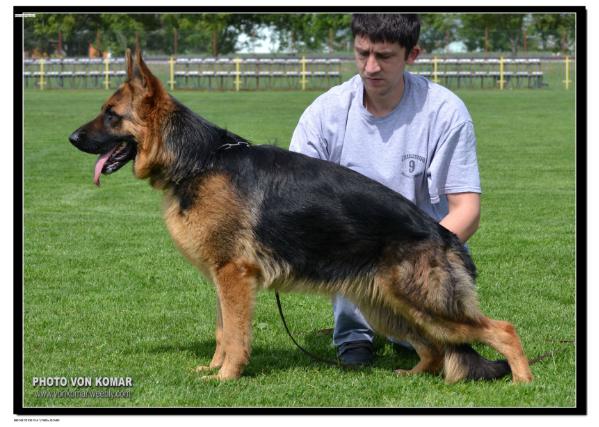 Erik von Komar | German Shepherd Dog 