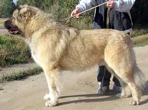 Russkiy Razmer | Caucasian Mountain Dog 