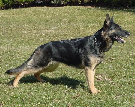 Brissa vom Ortenberg | German Shepherd Dog 