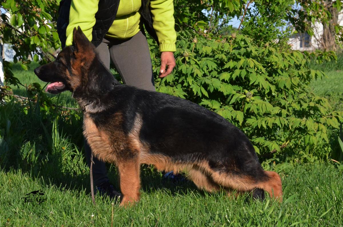 Han Tor Tsari &amp; Grant | German Shepherd Dog 