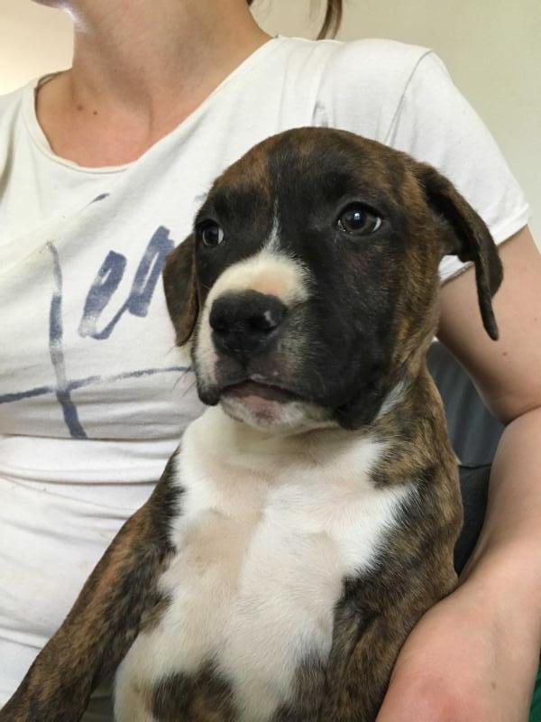 Narco Bentleys Héritage Des dieux de l'arène | American Staffordshire Terrier 