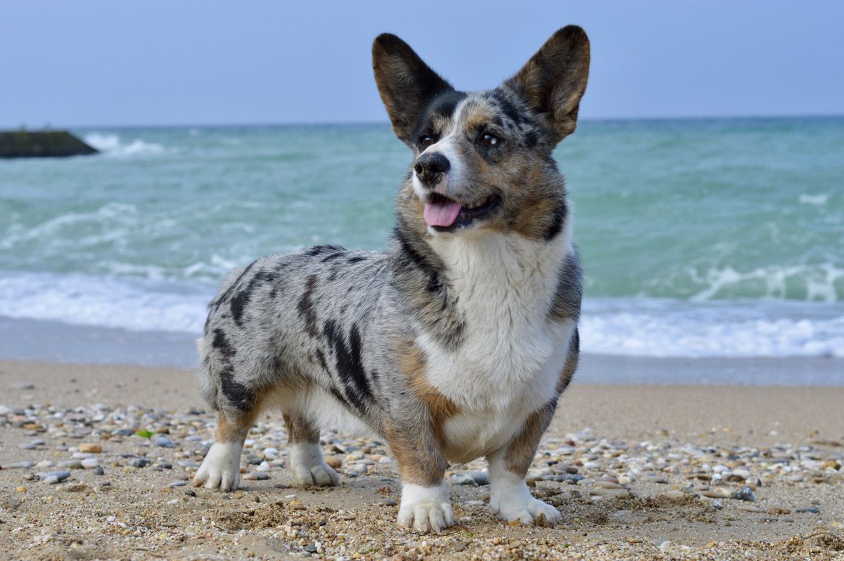 SEVASTOPOLSKIY VALS VICTORIA  BLU? QUEEN | Cardigan Welsh Corgi 