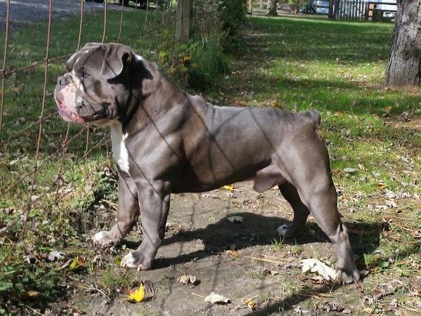 Blue Kindom's Ghost | Olde English Bulldogge 