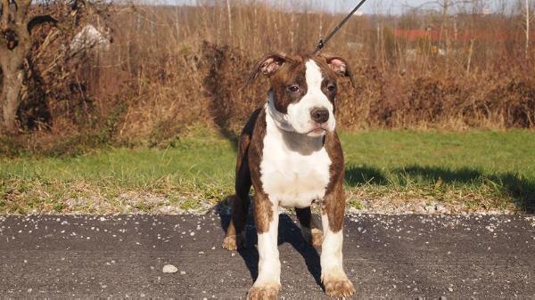 Scarface Wind of Bora | American Staffordshire Terrier 